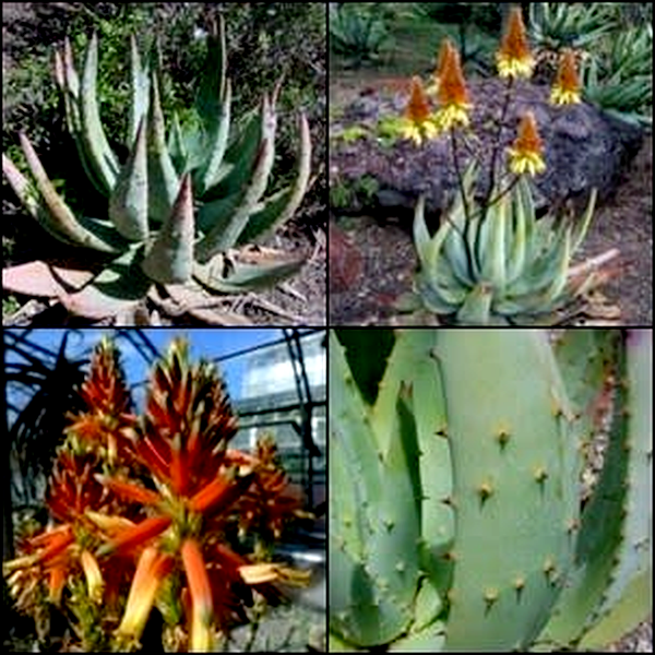 Aloe aculeata x cryptopoda