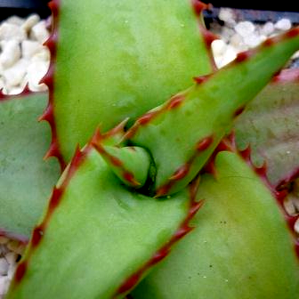 Aloe alooides