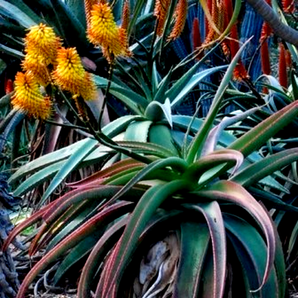 Aloe angelica