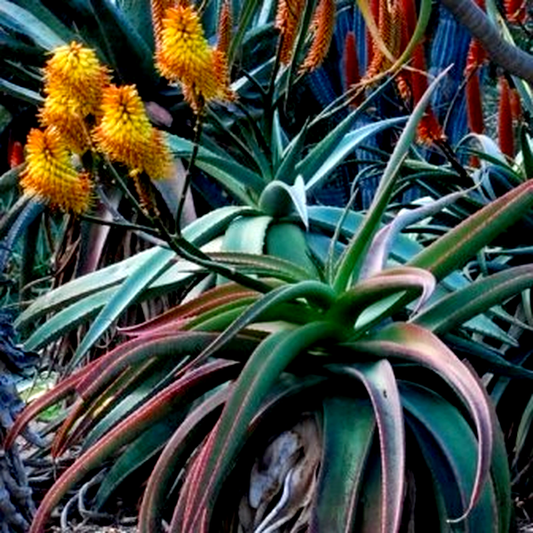 Aloe angelica