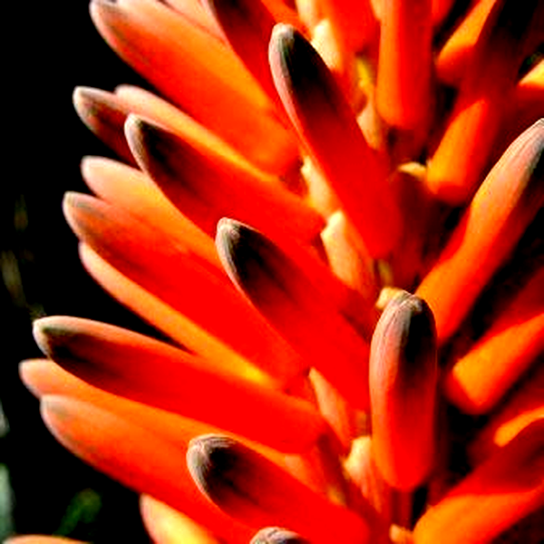 Aloe arborescens Orange
