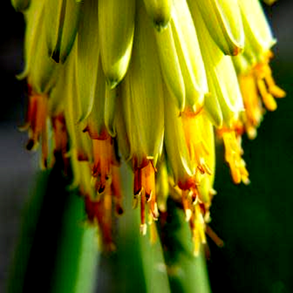 Aloe arborescens Yellow