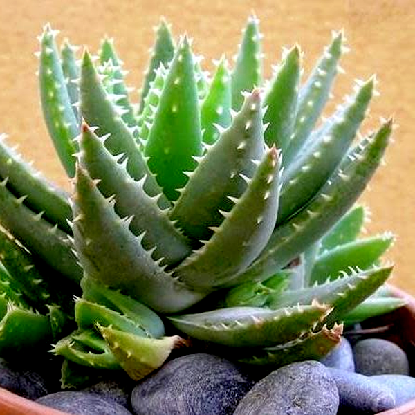 Aloe brevifolia
