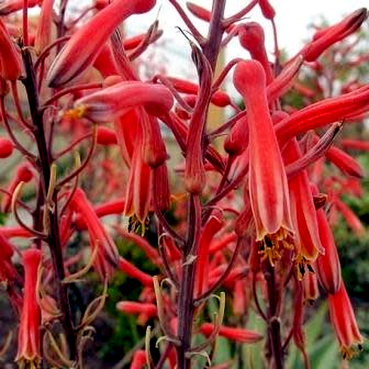 Aloe burgerfortensis