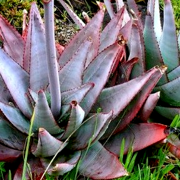 Aloe capitata var quartziticola
