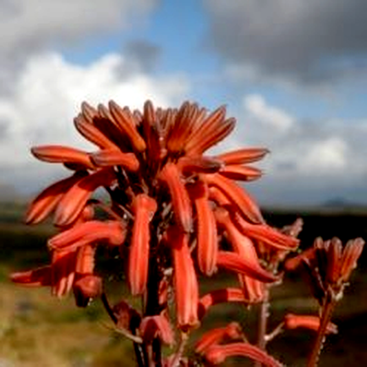 Aloe carnea