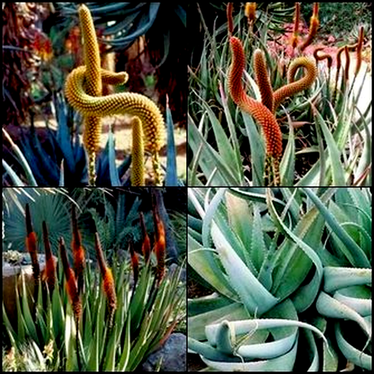 Aloe castanea x Aloe globuligemma