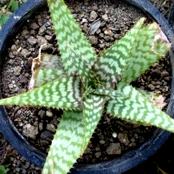 Aloe dewetii
