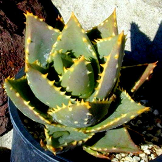 Aloe distans