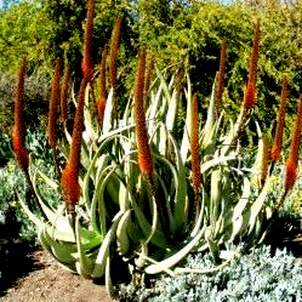Aloe elegans