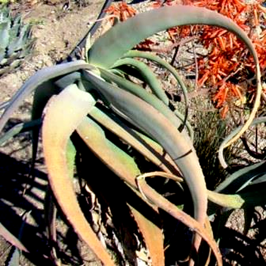 Aloe flexilifolia