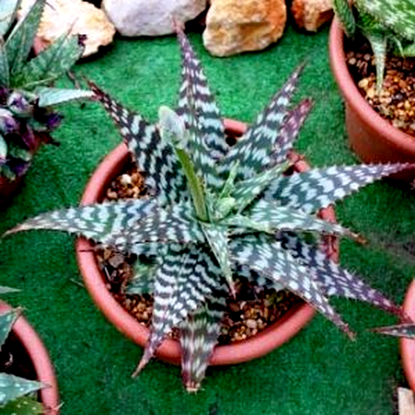 Aloe grandidentata