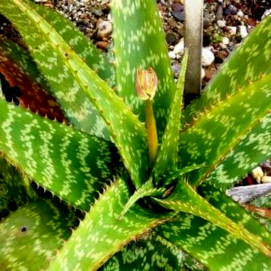 Aloe greenii