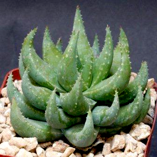 Aloe krapohliana