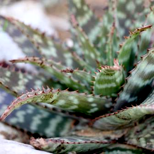 Aloe lettyae