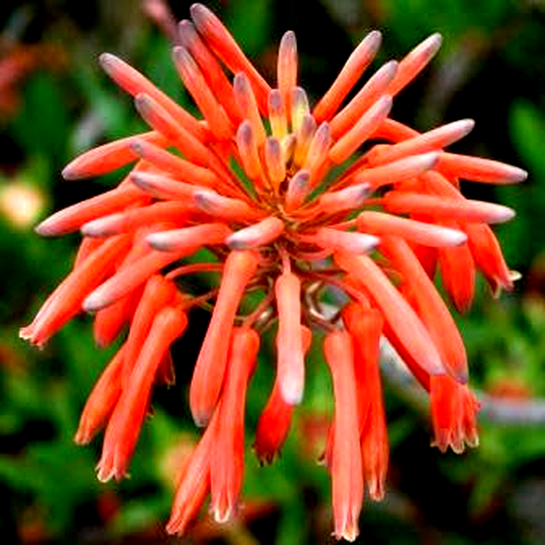 Aloe maculata