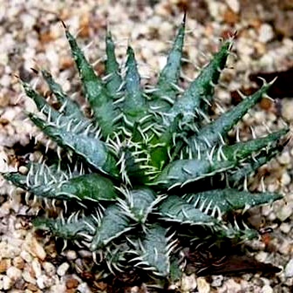 Aloe melanacantha
