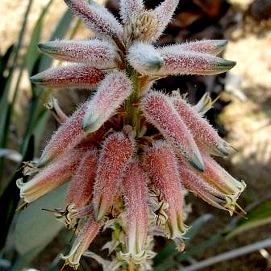 Aloe molederana