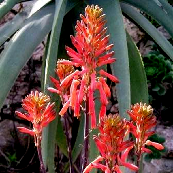 Aloe mudenensis