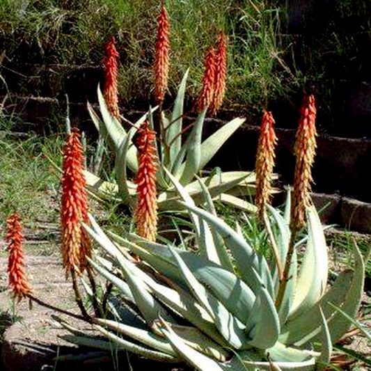 Aloe namibensis