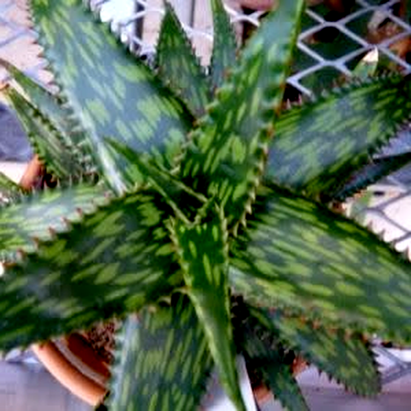Aloe parvibracteata