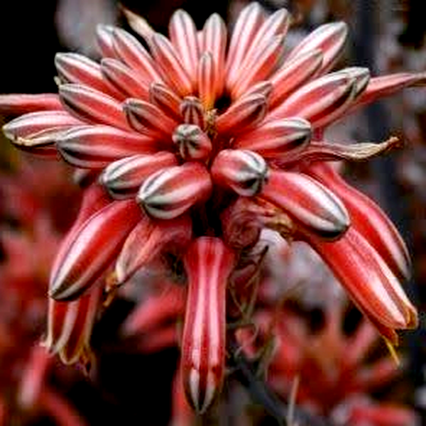 Aloe petrophila