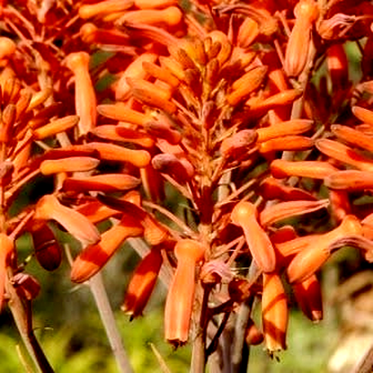 Aloe umfoloziensis