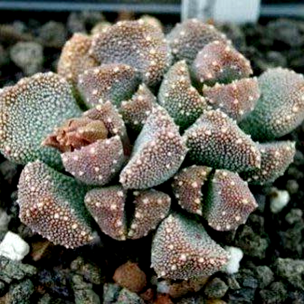 Aloinopsis luckhoffii