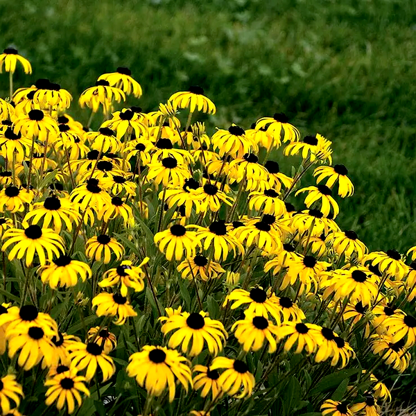 American Gold Rush' Rudbeckia