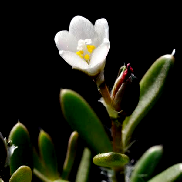 Anacampseros australiana