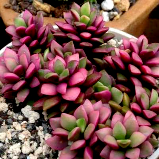 Anacampseros rufescens cv. “Sunrise”