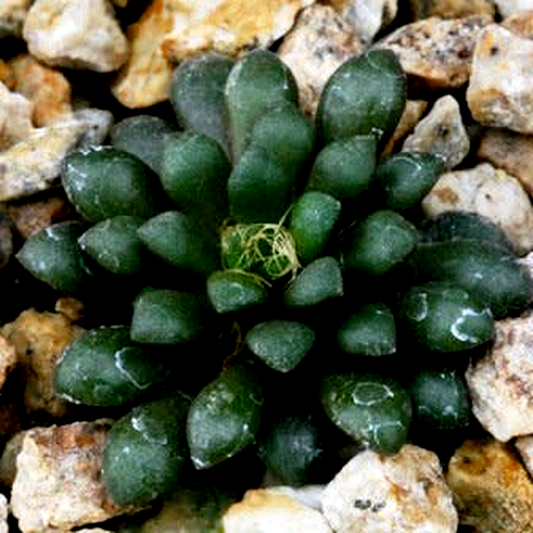 Anacampseros vanthielii