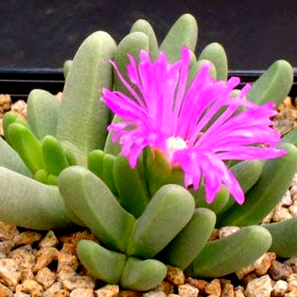 Antegibbaeum fissoides