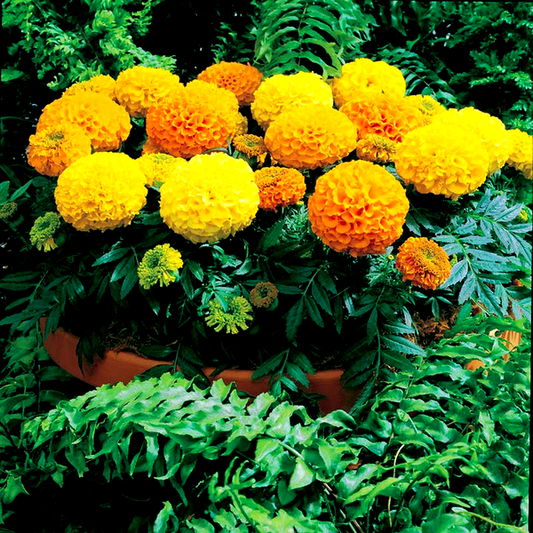 Antigua™ Mix Hybrid Marigold Seeds