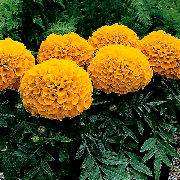 Antigua™ Orange Hybrid Marigold Seeds