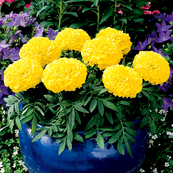 Antigua™ Yellow Hybrid Marigold Seeds