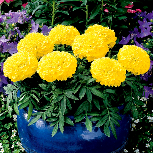 Antigua™ Yellow Hybrid Marigold Seeds