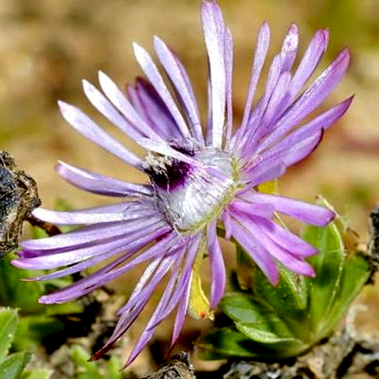Antimima microphylla