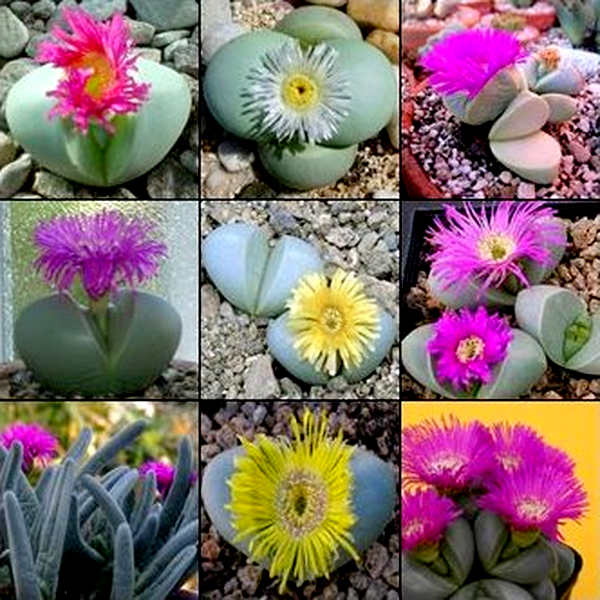 Argyroderma Mixed Species