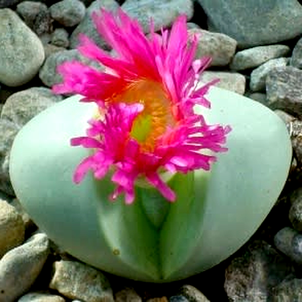 Argyroderma pearsonii