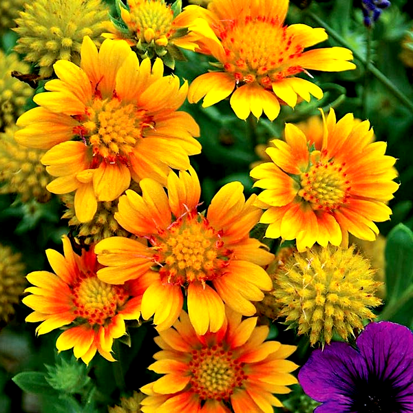 Arizona Apricot' Gaillardia