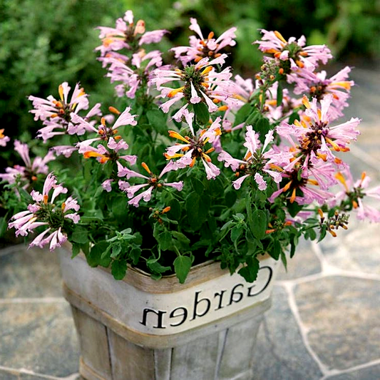 Arizona™ Sunset Hyssop Seeds