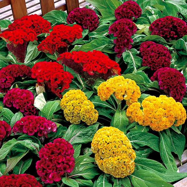 Armor™ Mix Celosia Seeds