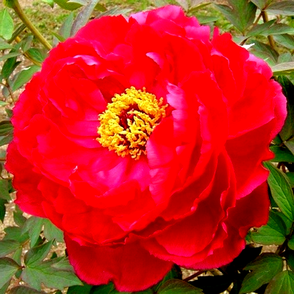 Asahi-minato Xu Gang