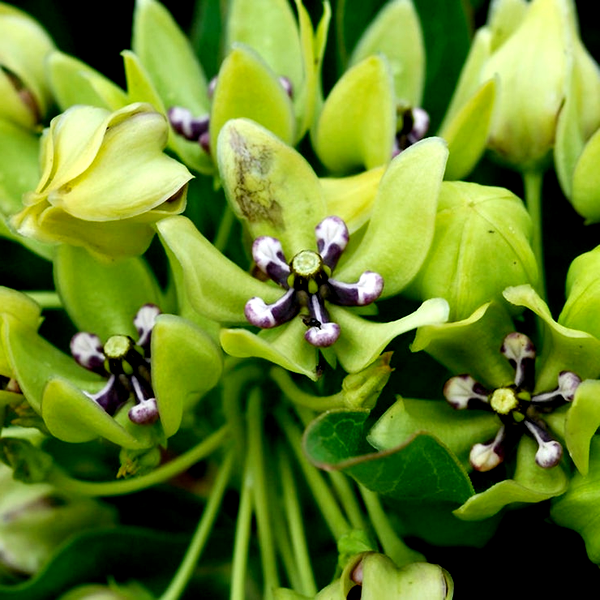Asclepias Green Beauty Milkweed