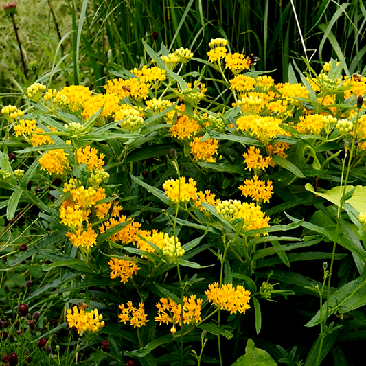 Asclepias 'Hello Yellow' Milkweed