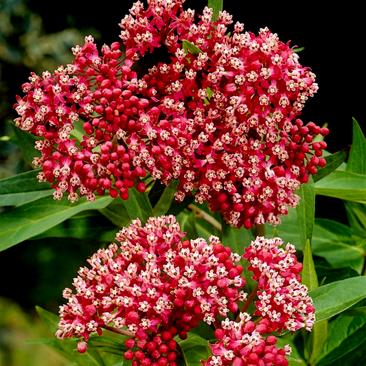 Asclepias Pink Milkweed