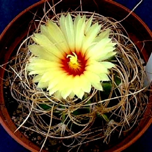 Astrophytum capricorne var. senile
