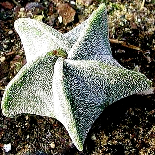 Astrophytum myriostigma