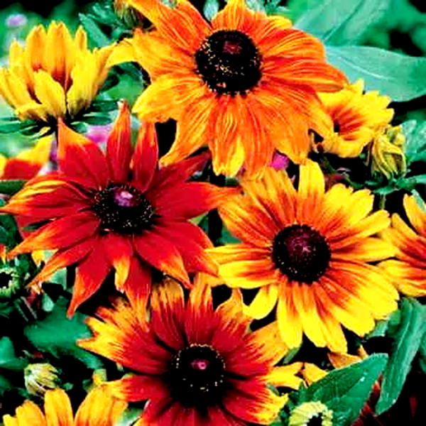 Autumn Colors Rudbeckia Seeds
